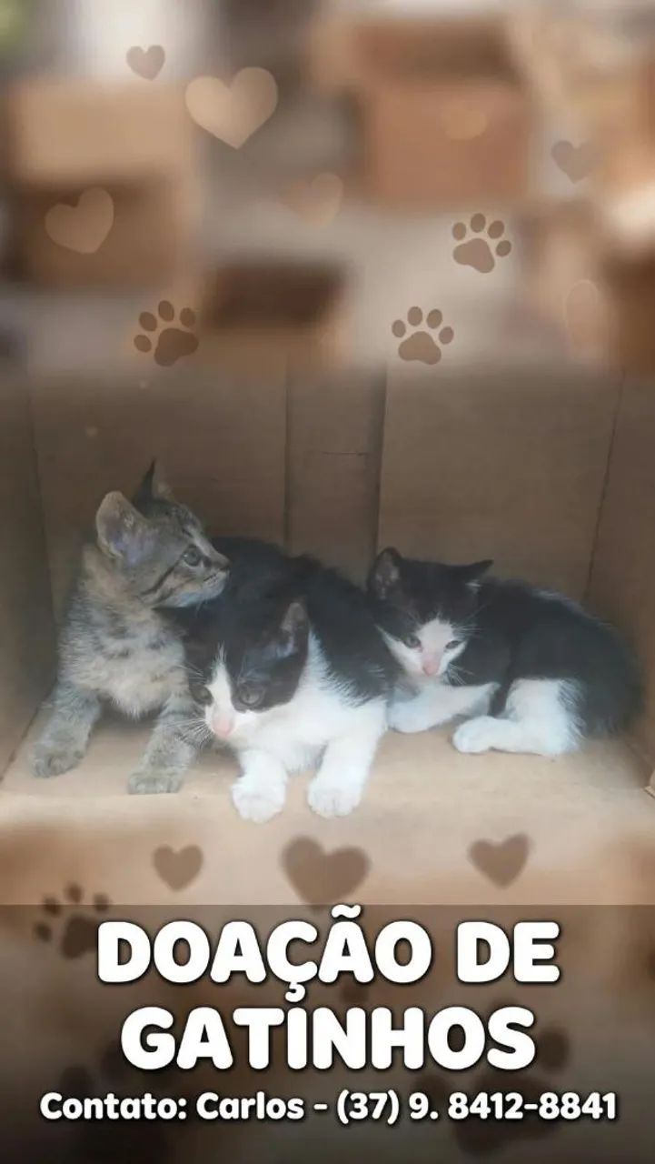 Doação de gatinhos  - Foto 4