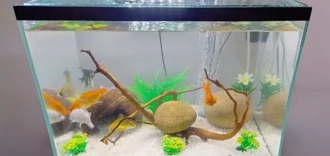 Aquário usado à venda