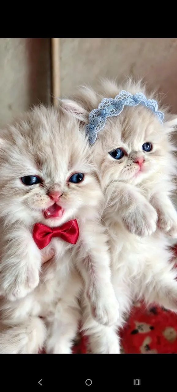 Lindos bebês de perícia disponivel - Foto 2