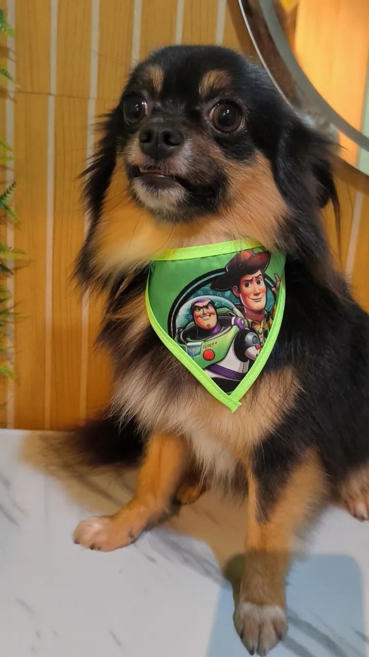 Namorada para Chihuahua 