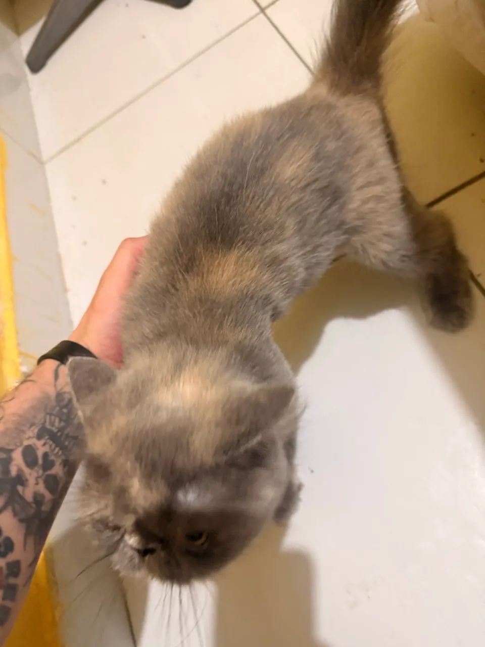 Gata persa Raça Exotic Shorthair Fêmea  - Foto 4