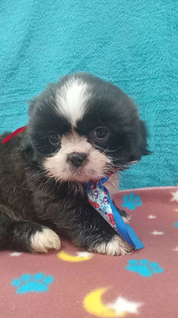 Shih Tzu macho  - Foto 3