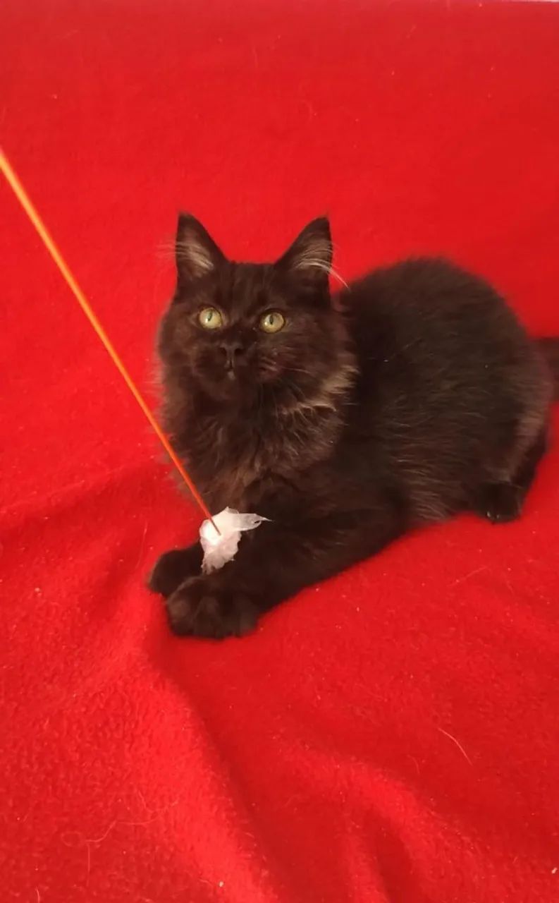 Gato Maine coon  - Foto 2