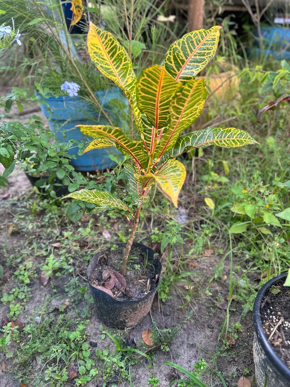 Plantas - Foto 5