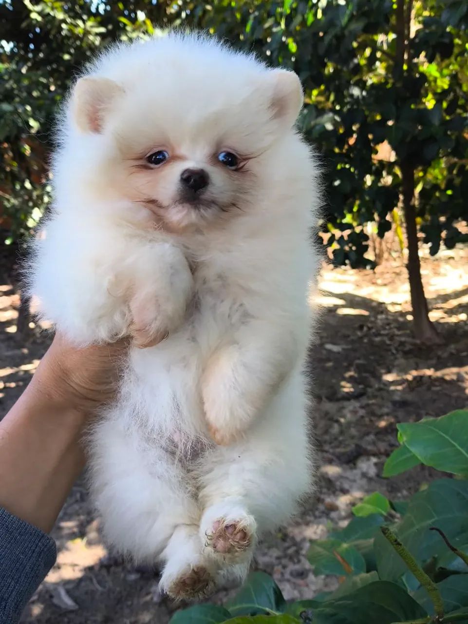 Spitz alemão  - Foto 5