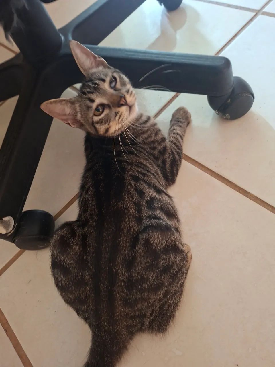 Doação Gato fêmea  - Foto 2