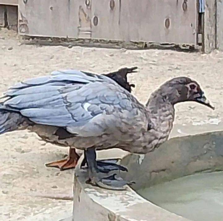 vendo esse 2 patos - Foto 2