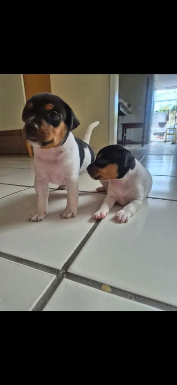 Filhotes de Terrier Brasileiro/fox paulistinha. - Foto 4
