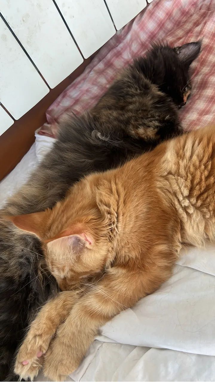 2 Maine Coon - Foto 2