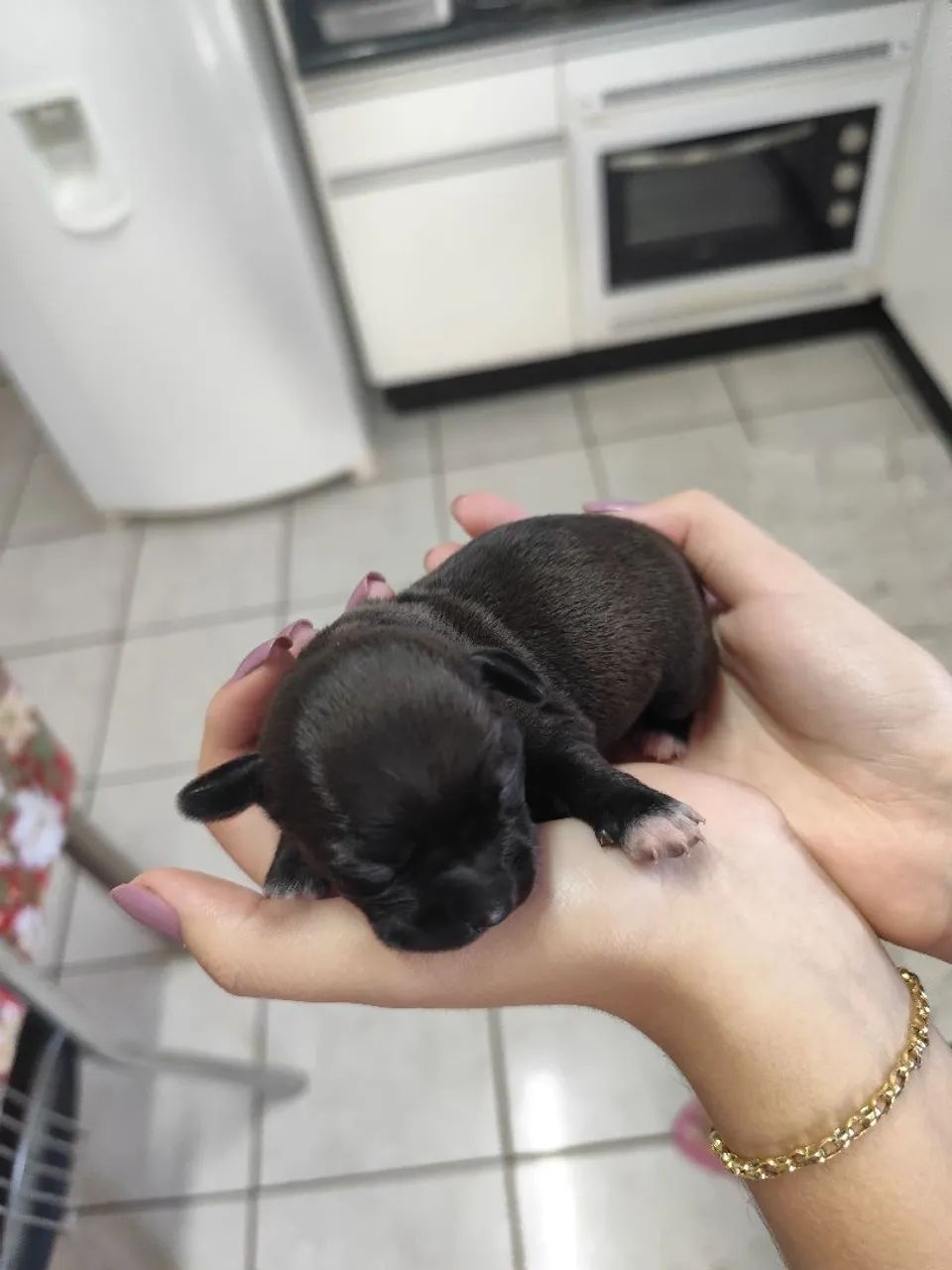 Pinscher DOAÇÃO  - Foto 4