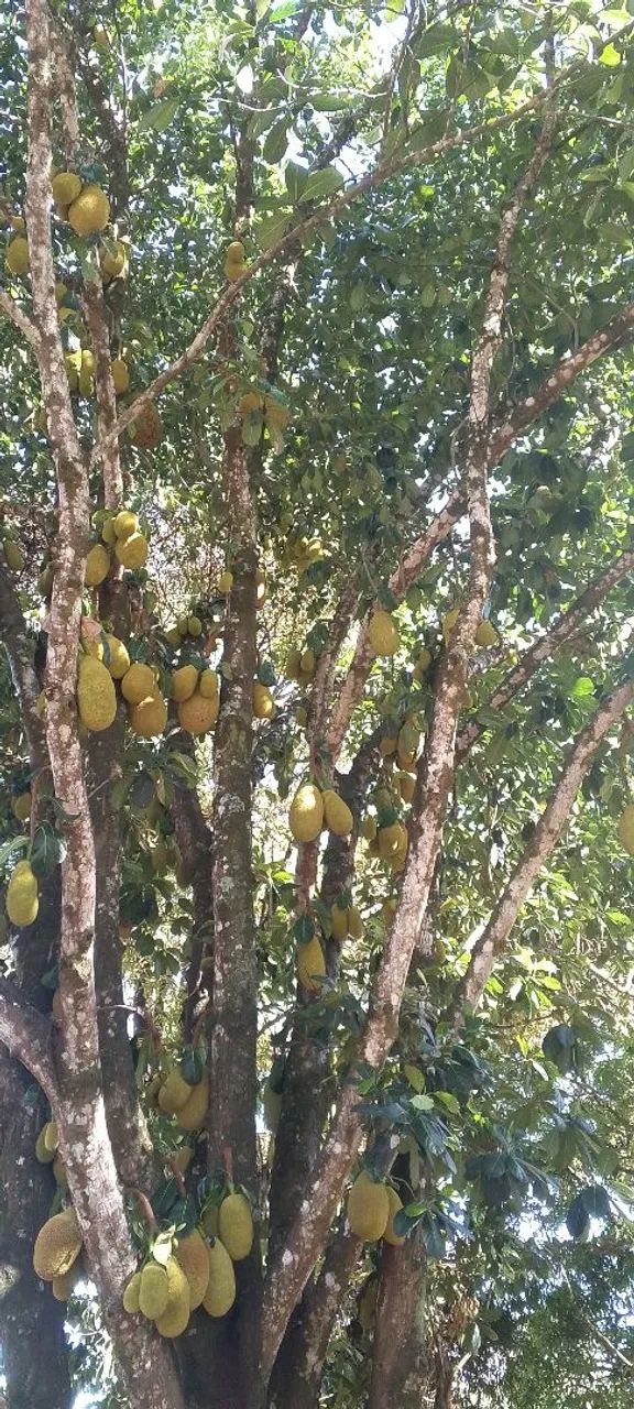 Sítio à Venda - Natureza, Frutas e Tranquilidade - Foto 2
