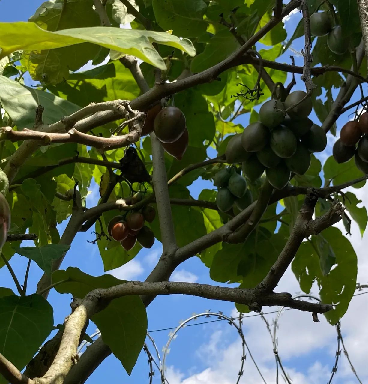 Vendo pé de tomate japonês produzindo. - Foto 5