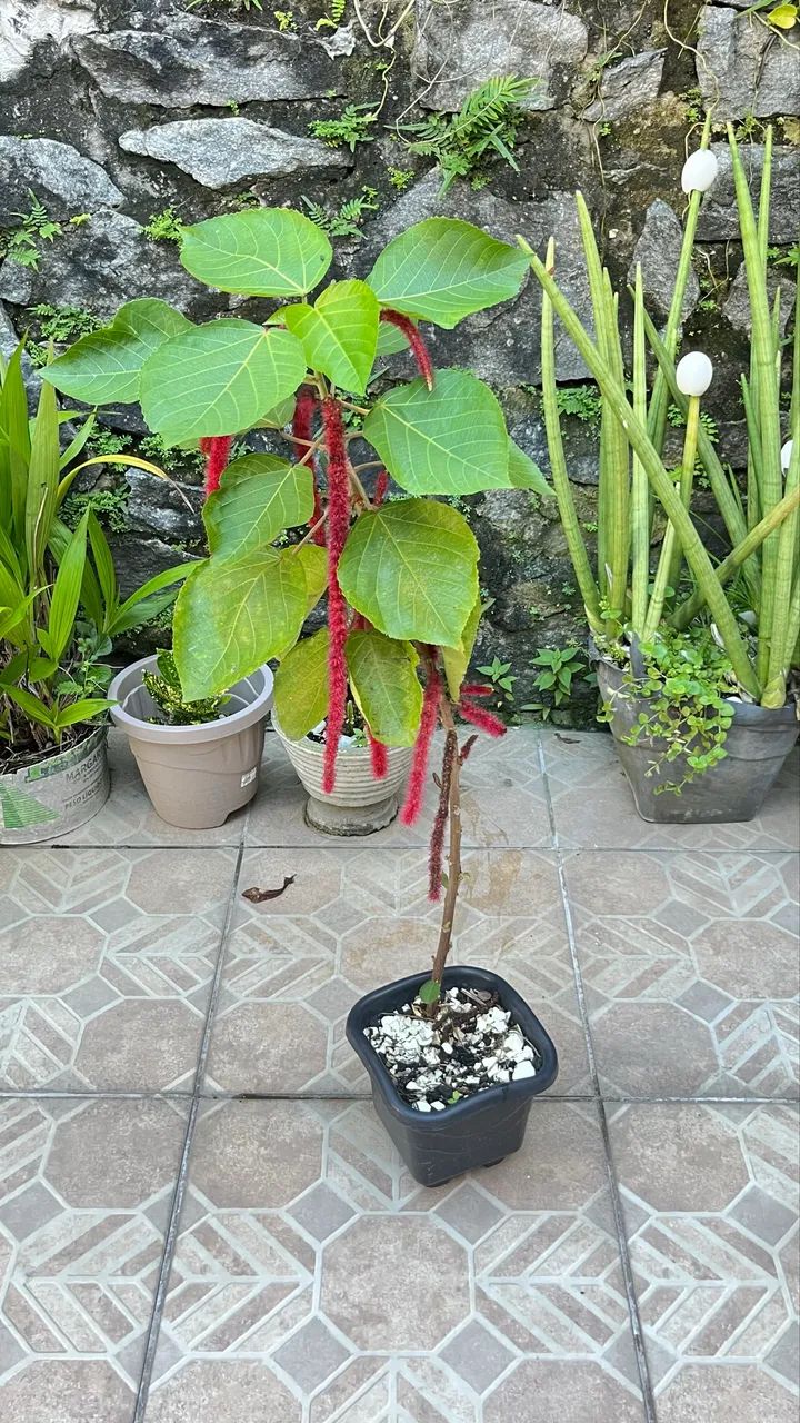 Planta rabo de macaco