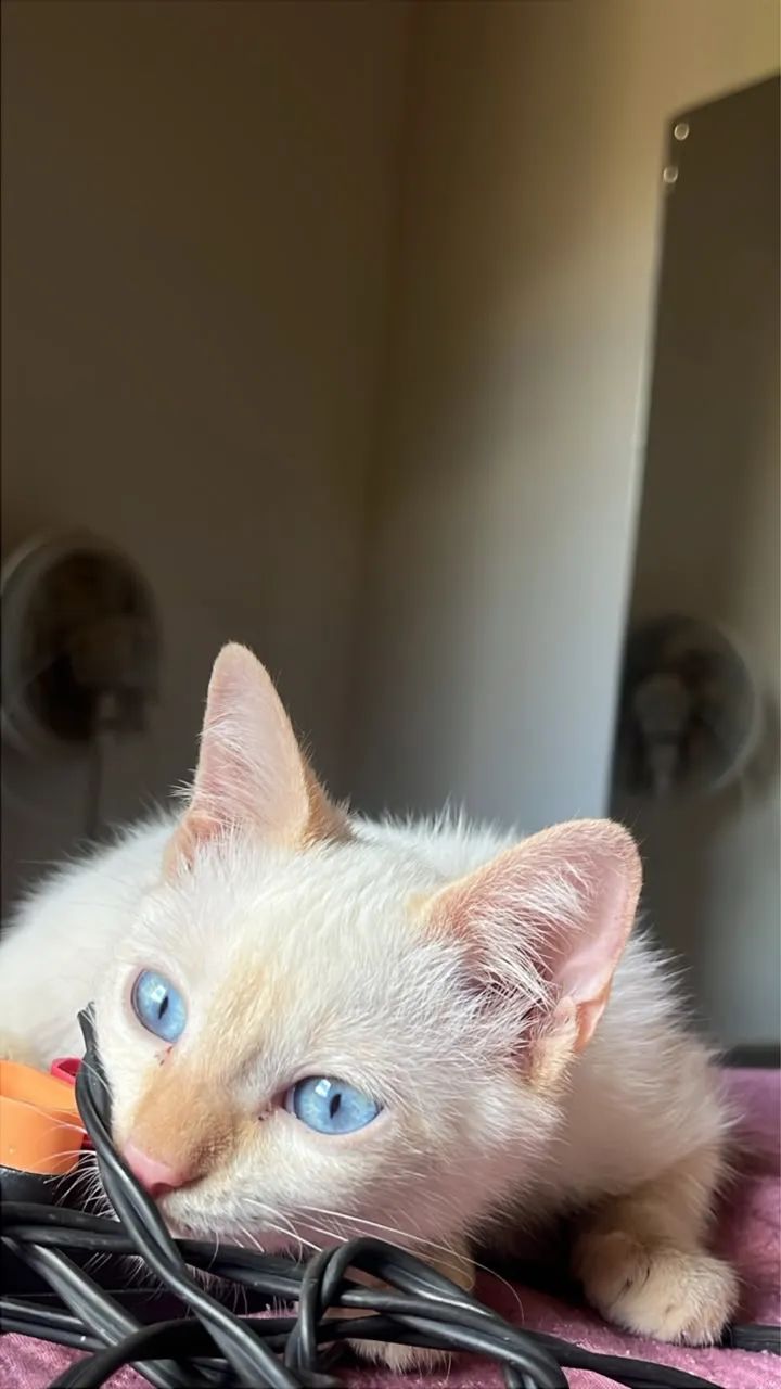 Gatinho com 3 meses  - Foto 2