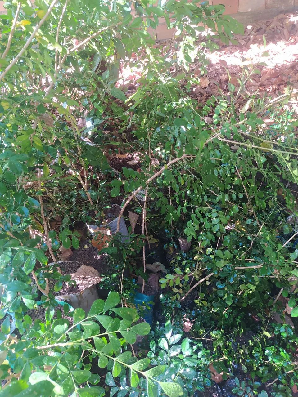 Kit mudas de Murta ( 60 mudas) - Foto 3
