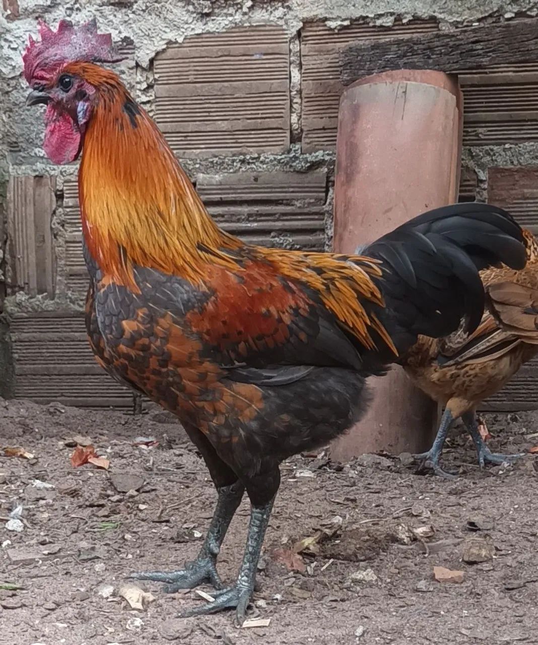 Galos, frangos e frangas.  - Foto 3