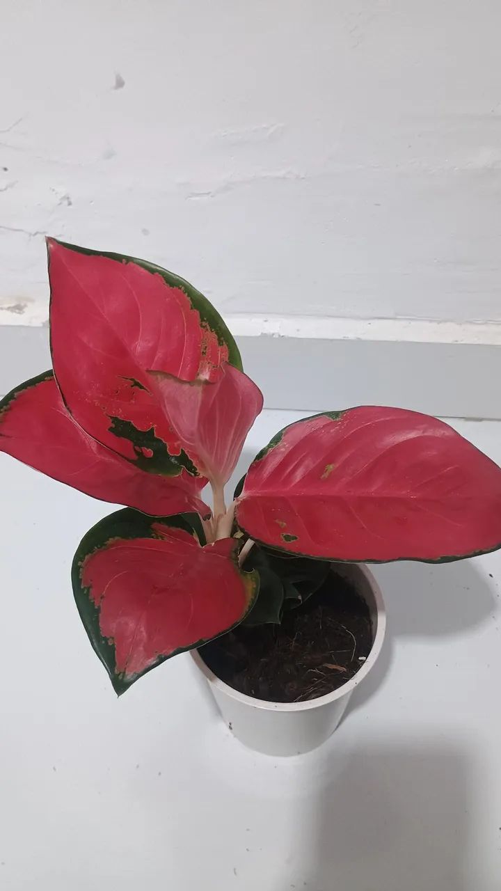 Lindas aglaonemas chilli red 