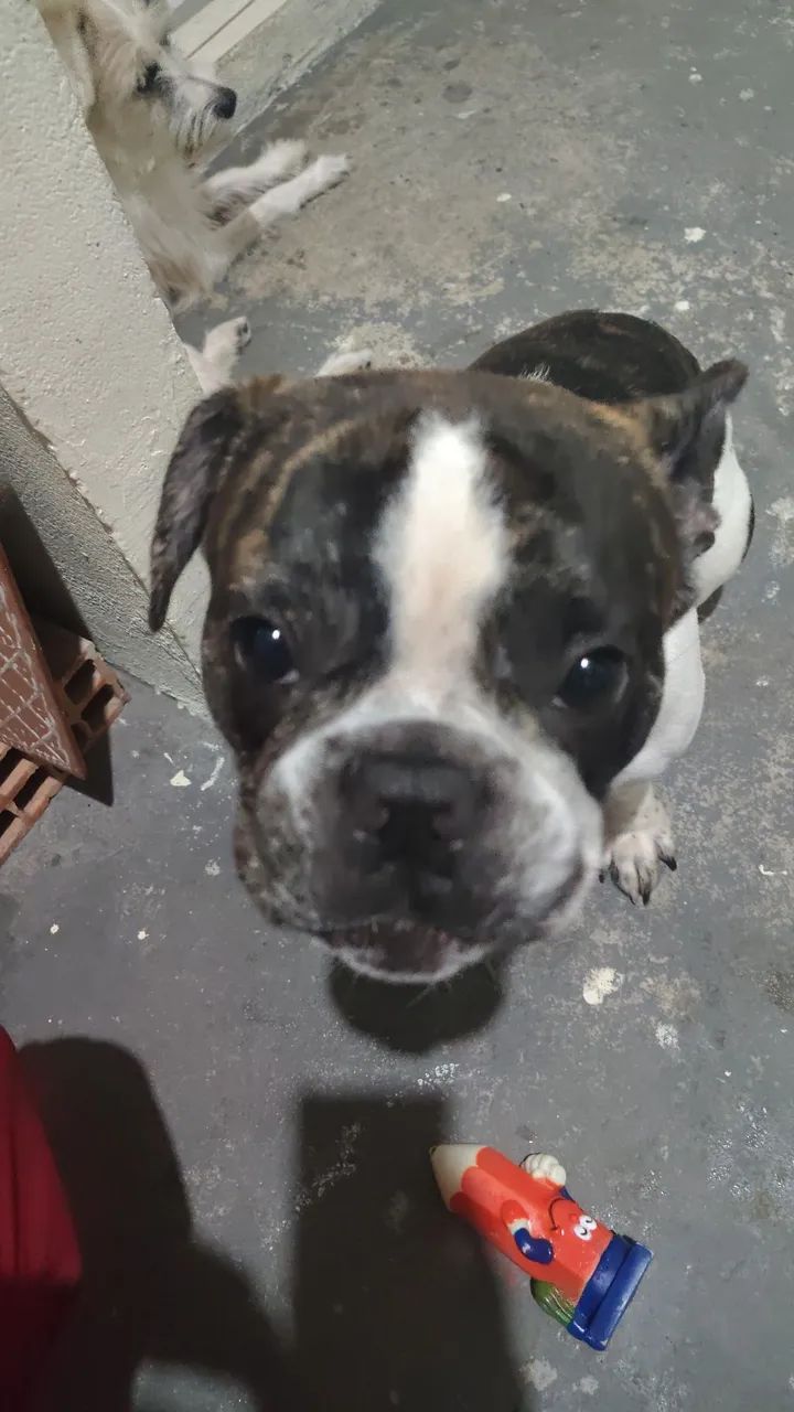 Buldog 
