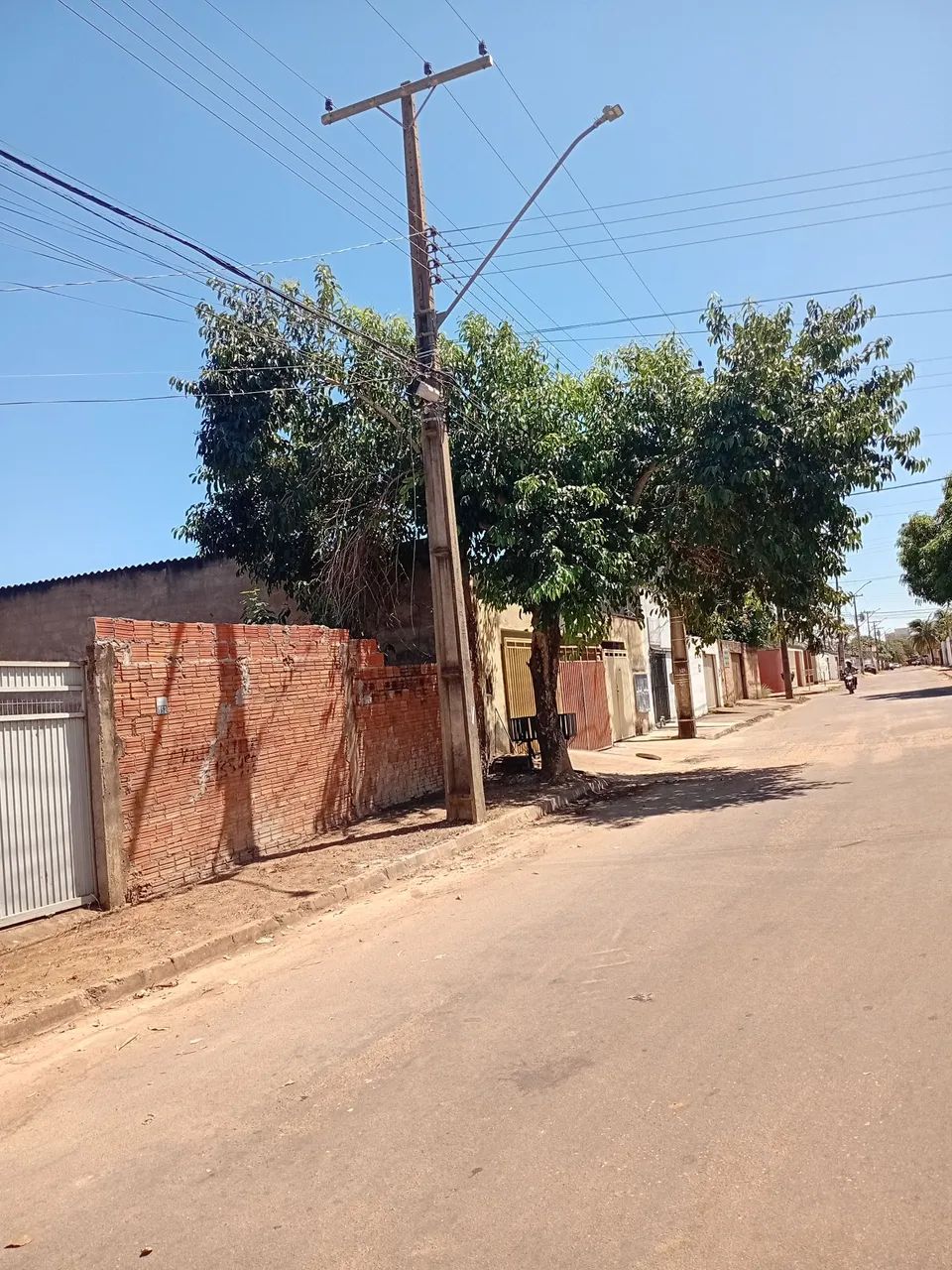 Poda de árvores palmas - Foto 2