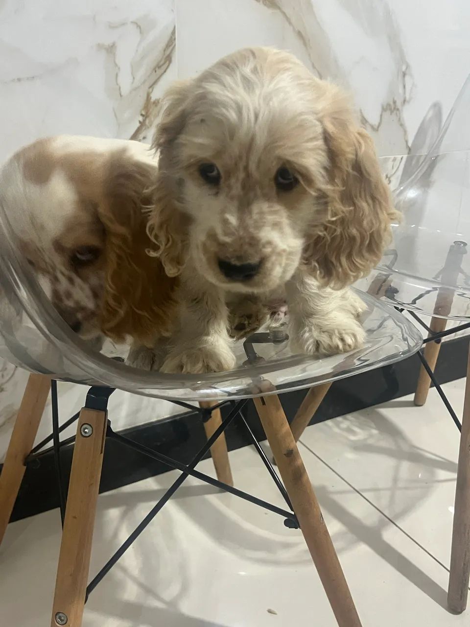 Coker spaniel  - Foto 3