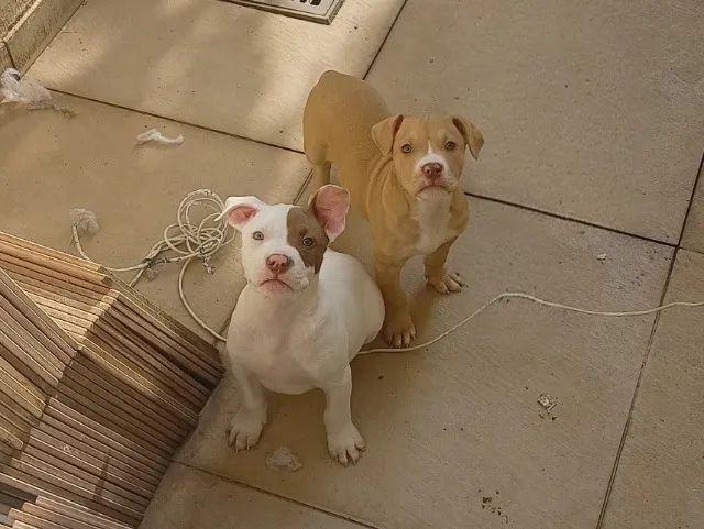 Pitbull - Foto 2