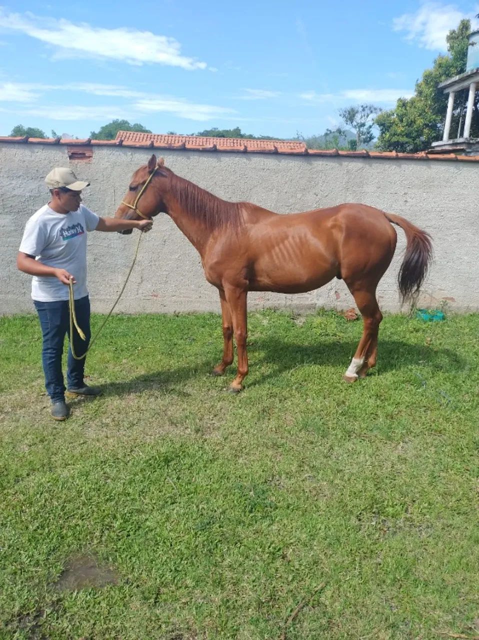 Cavalo - Foto 2
