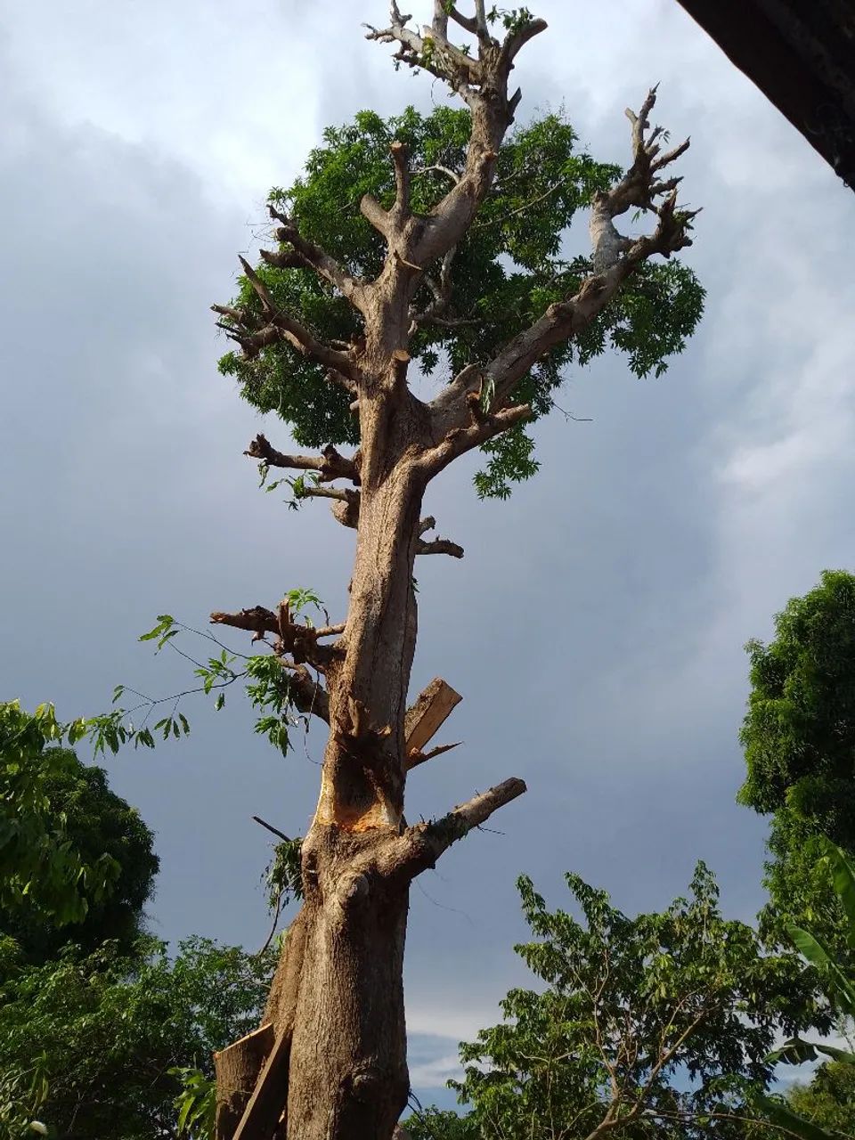 Roçagem Limpeza cortes e podas  - Foto 2