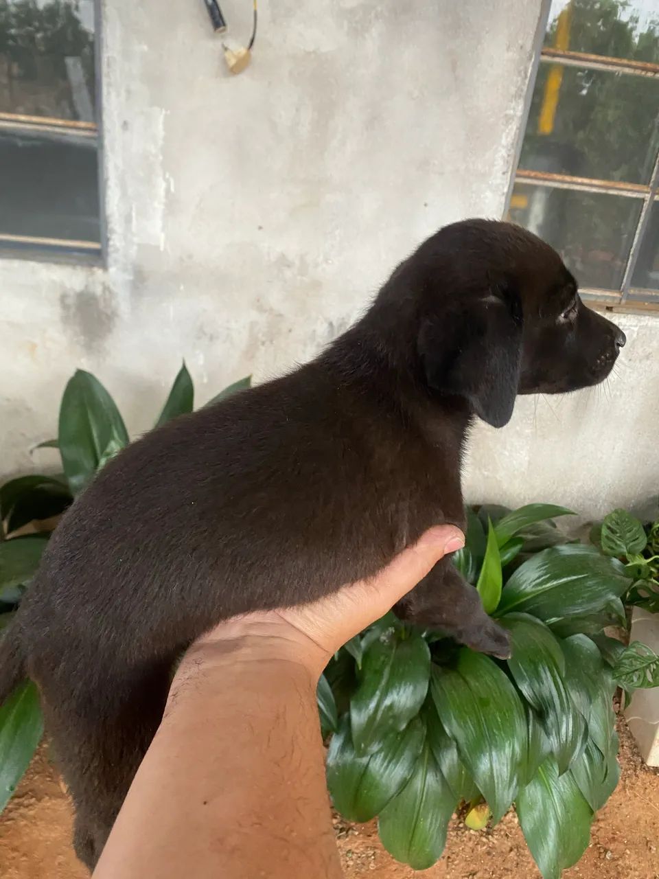 Filhotes de labrador  - Foto 4