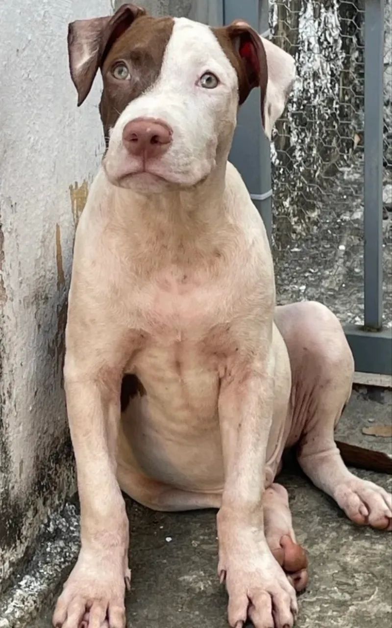 Pitbull  - Foto 2