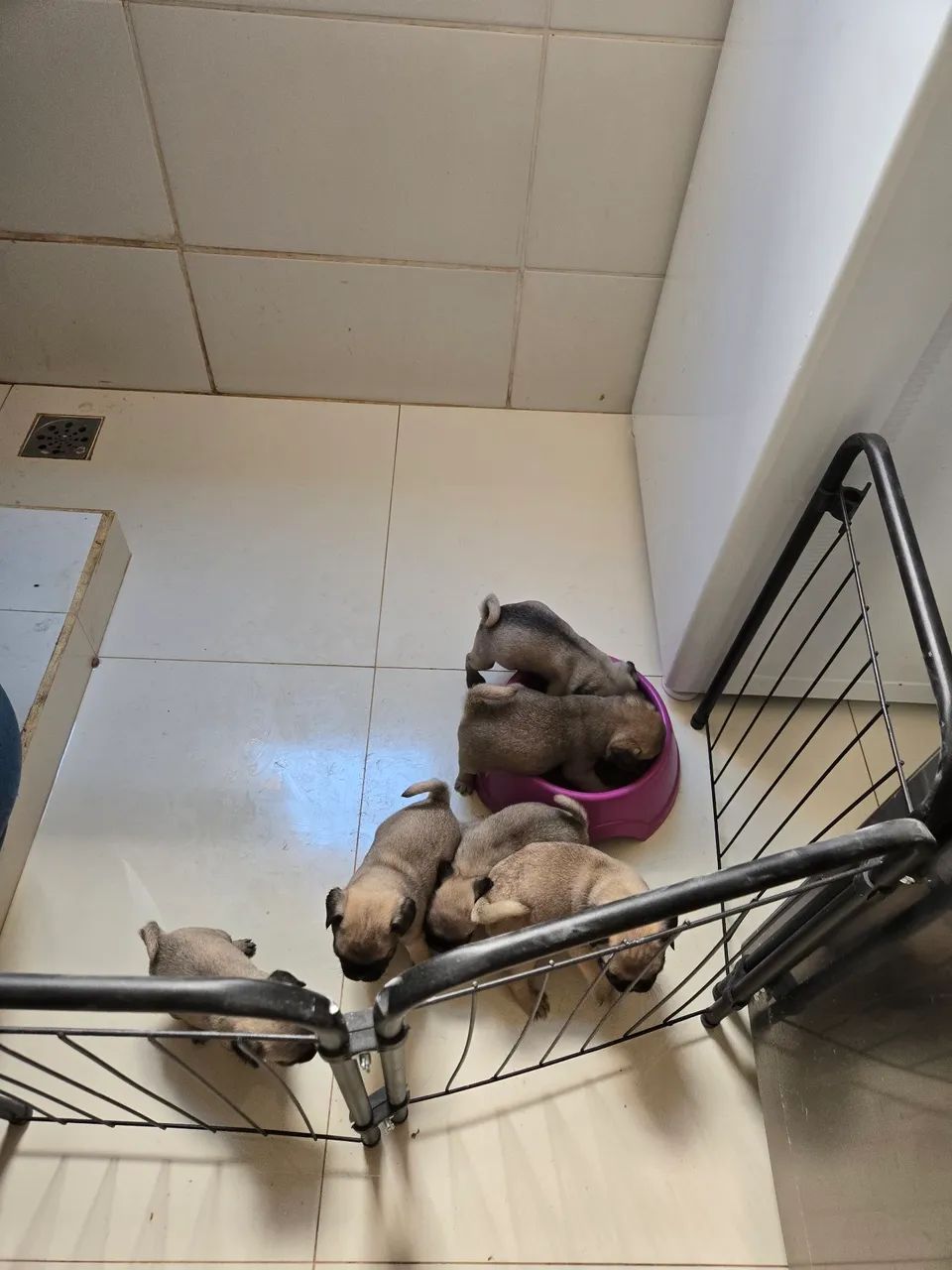 Filhotes Pug - Foto 3