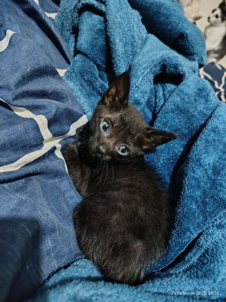 Doação de gatos - Foto 4