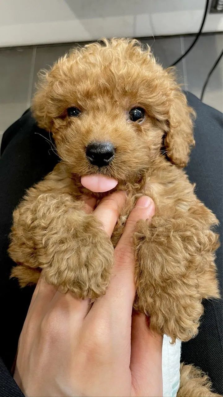 Poodle red - confira esse valor 