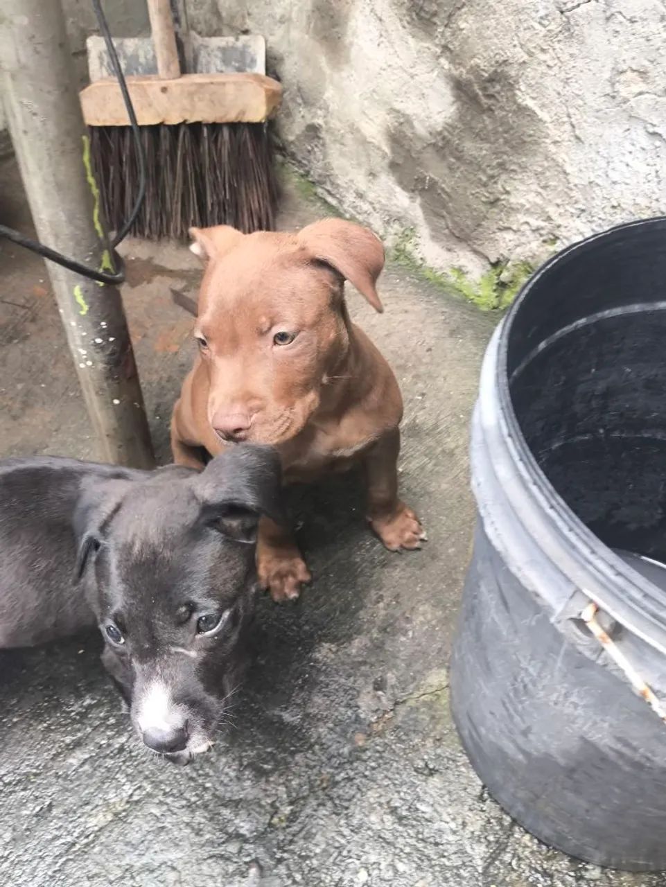 Filhote de Pit Bull Macho 