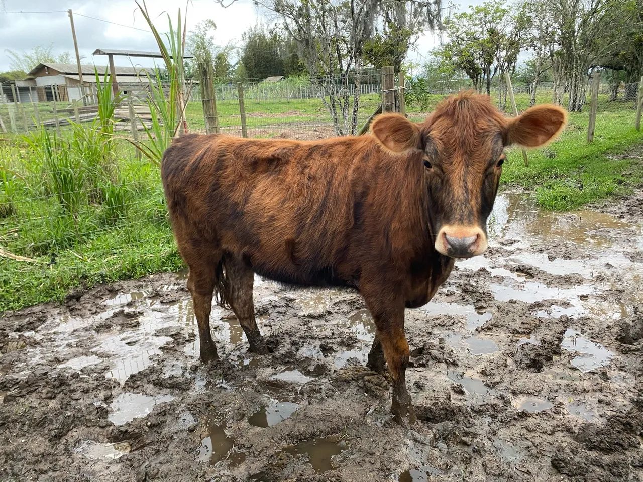 Novilha Angus - Foto 2