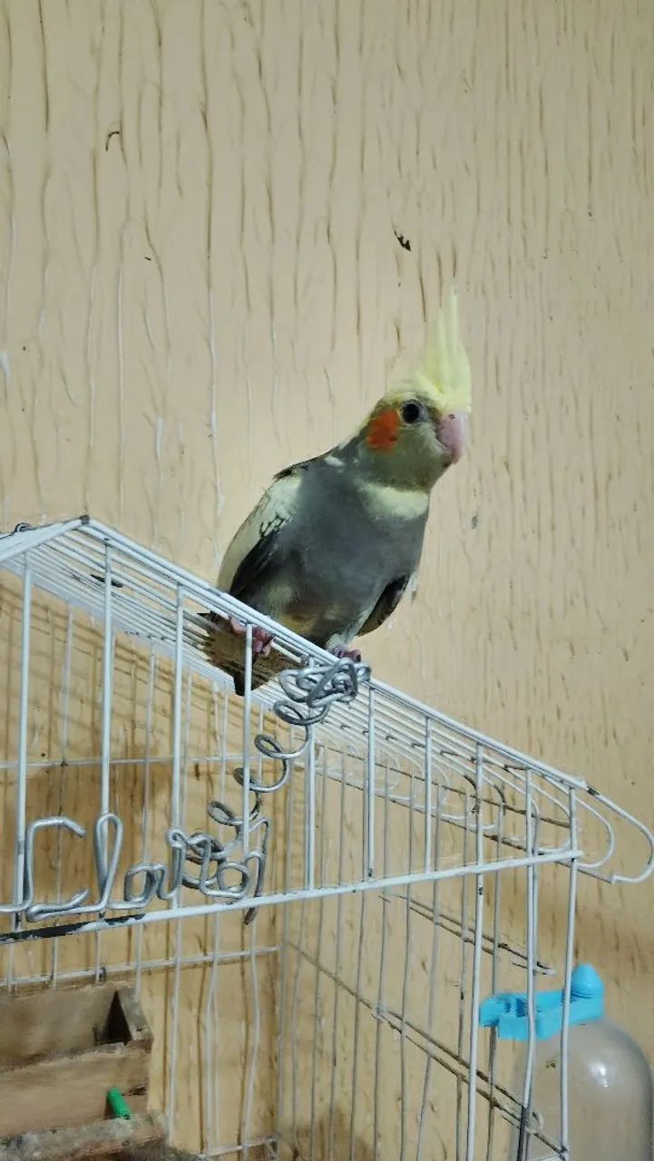 Gaiola  - Foto 3
