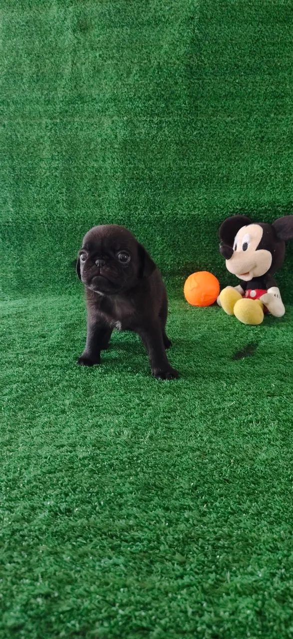 Filhote de Pug macho 