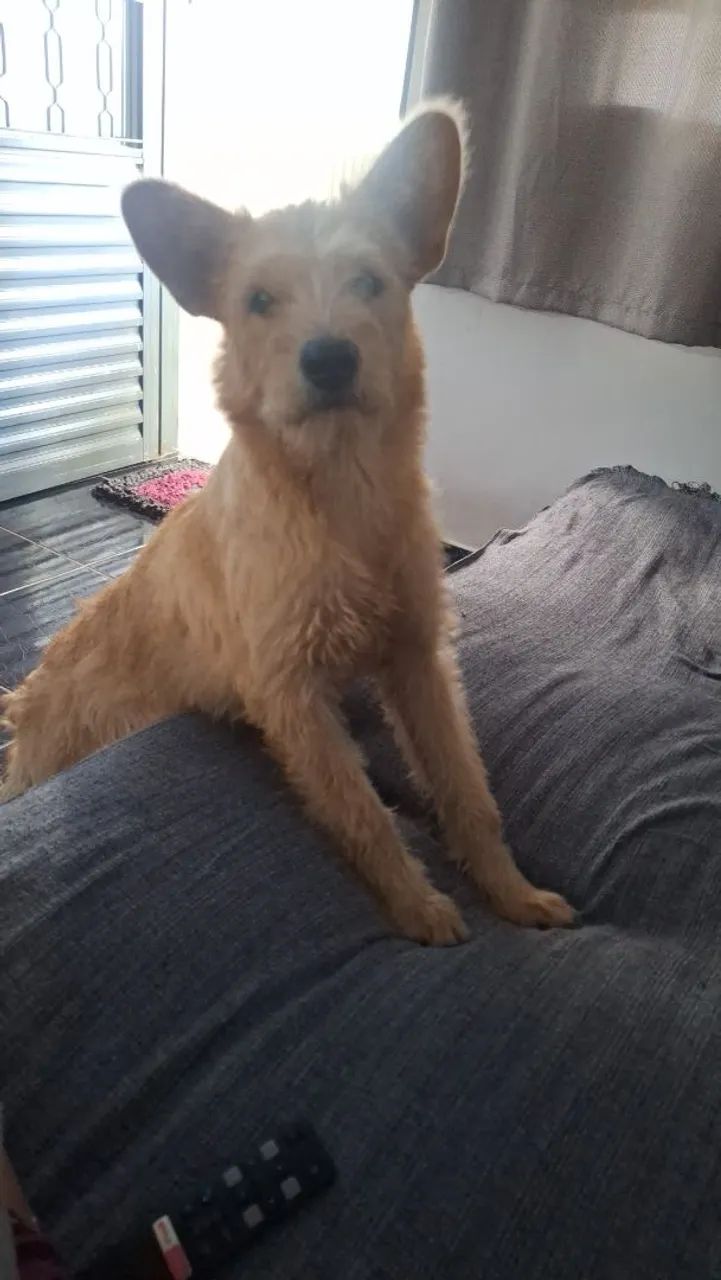 Adoção responsável - Foto 2