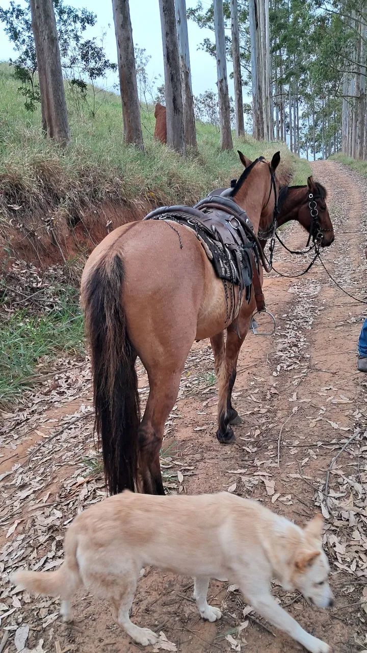 Cavalo  - Foto 5