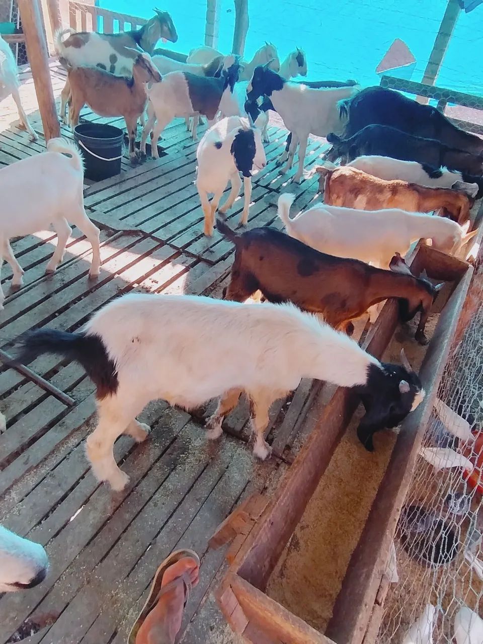 Bodes e cabras - Foto 4