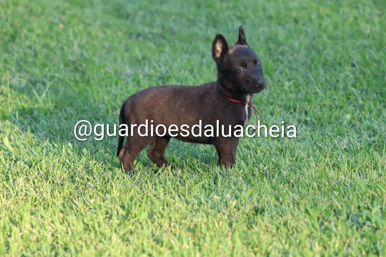 Malinois Filhotes - Foto 2