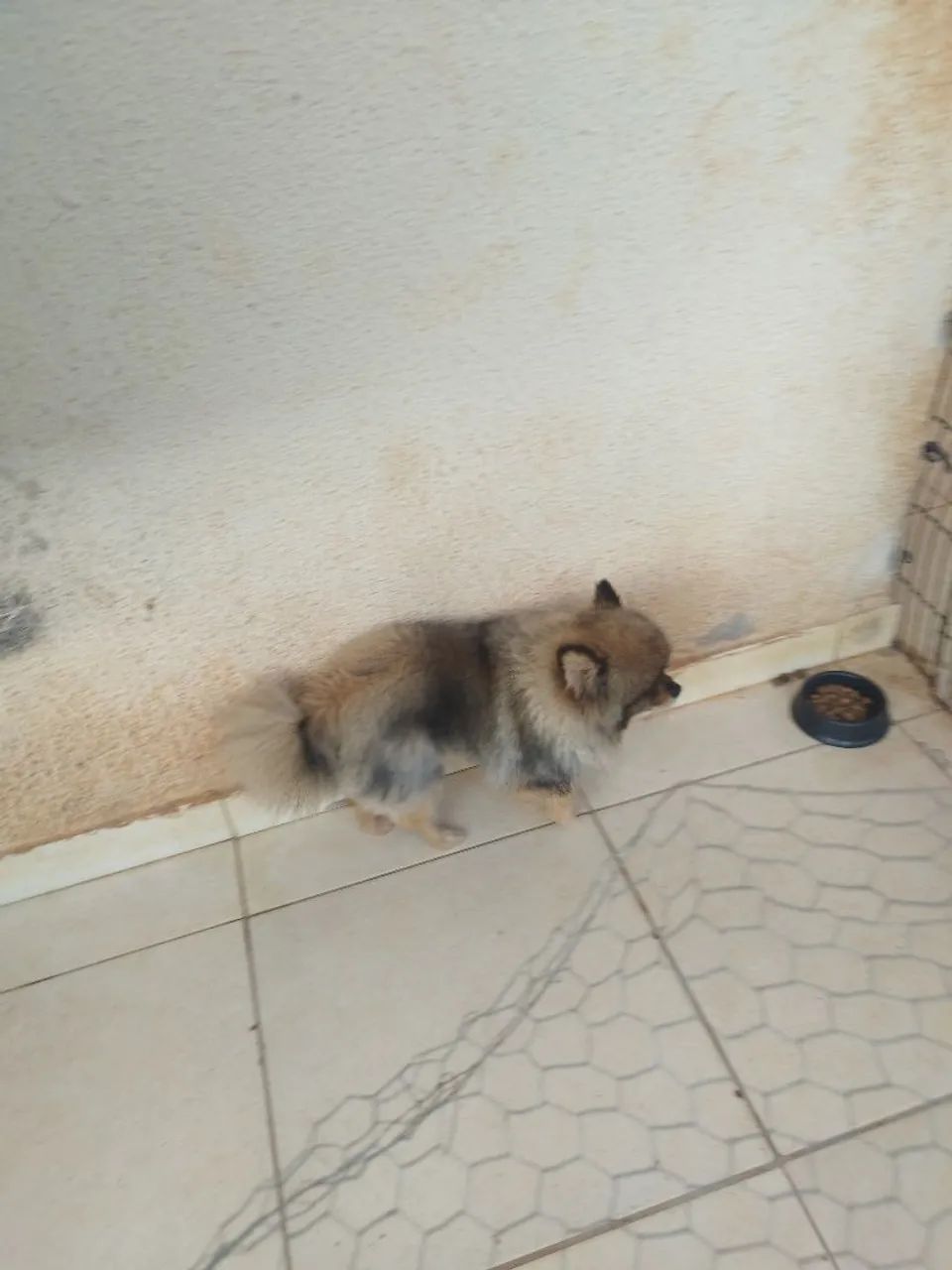 Cachorro  - Foto 3
