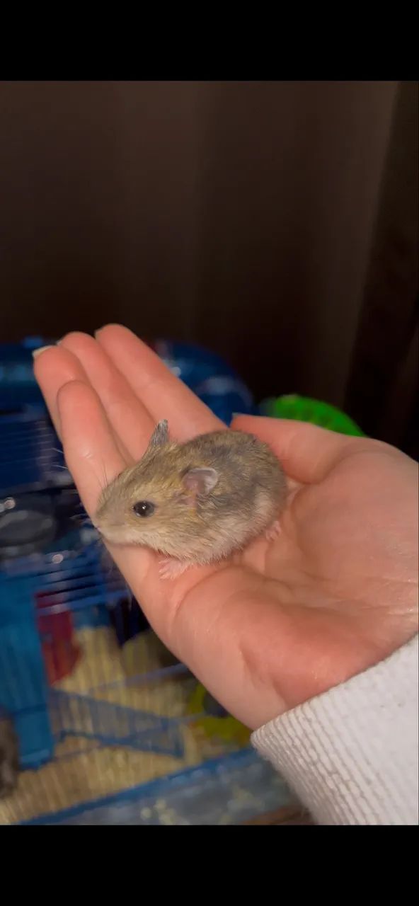 vendo filhote de hamster  - Foto 5