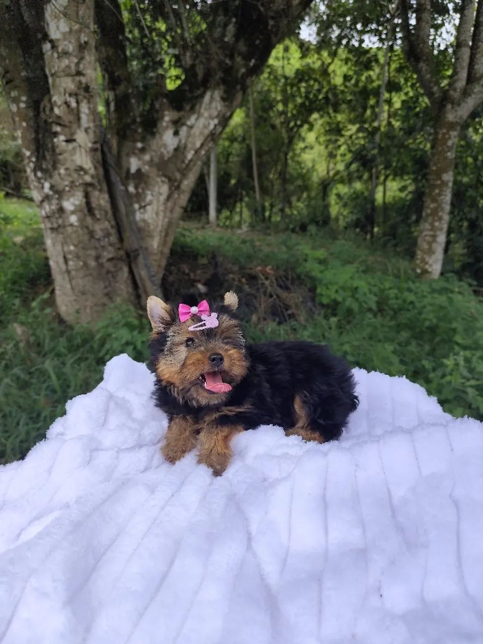 Yorkshire terrier filhotes  - Foto 4
