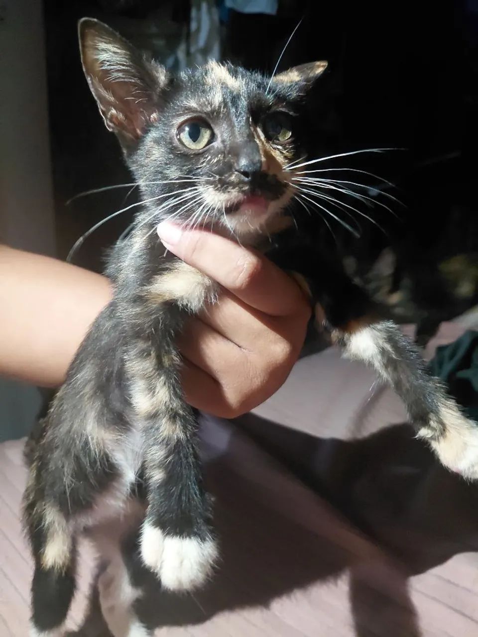 Adoção responsável  - Foto 2
