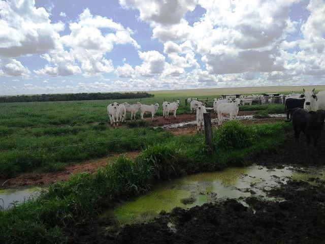 Fazenda 7900 ha Alta Floresta MT - Foto 2