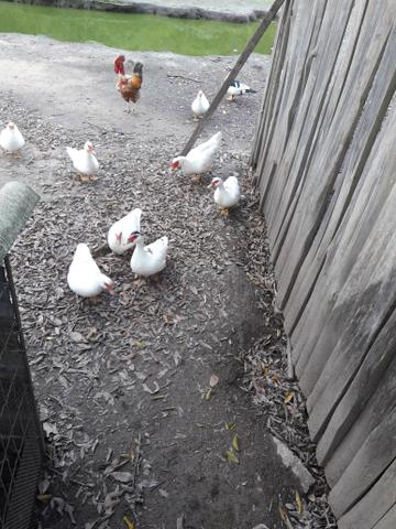 Patos adultos - Foto 2