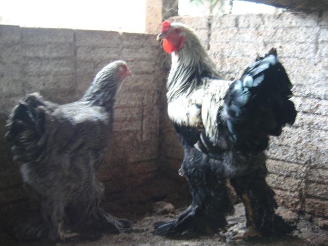 Casal brahma dark 1 ano