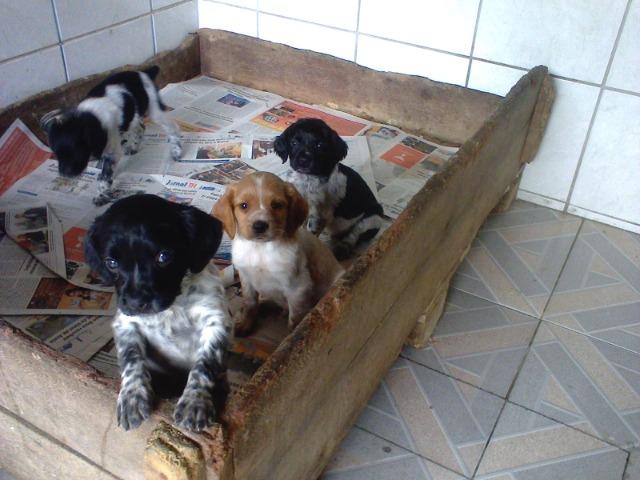 Cocker Ingles,machos e femeas,pretos ruanos,vacinado,desverminados,parcelo até 12 x