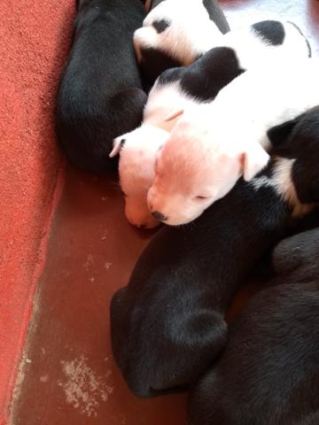Filhotes de American Bully - Foto 3