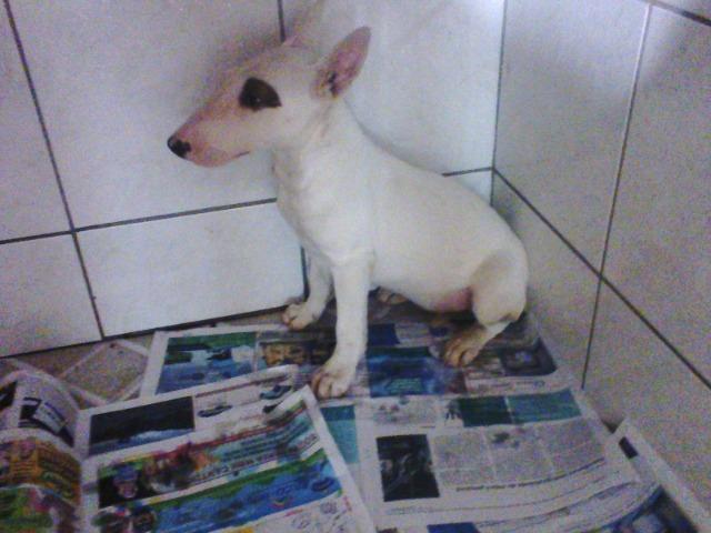 Bull Terrier femea,4 meses,3 vacinas,desverminadas,parcelo até 12 x - Foto 3